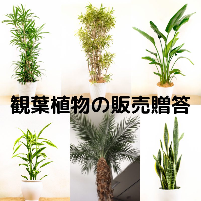 大型観葉植物販売価格が11 000円 観葉植物レンタルとグリーンレンタルのヴェルジェ