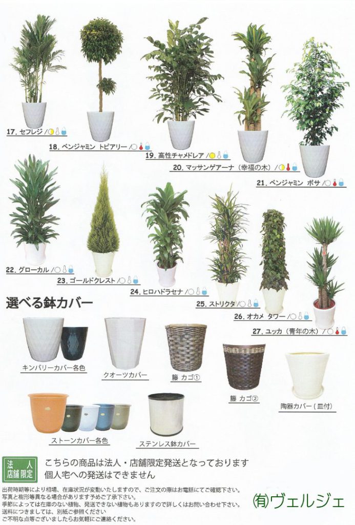 観葉植物販売 贈答 観葉植物レンタルとグリーンレンタルのヴェルジェ