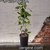 観葉植物レンタルLMサイズ