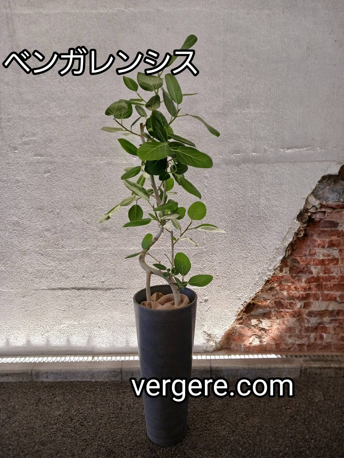 観葉植物レンタルLMサイズ