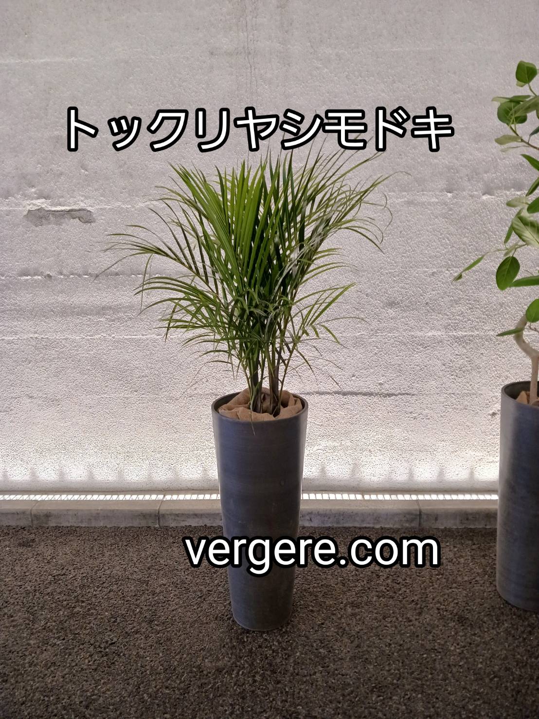 観葉植物レンタルLMサイズ