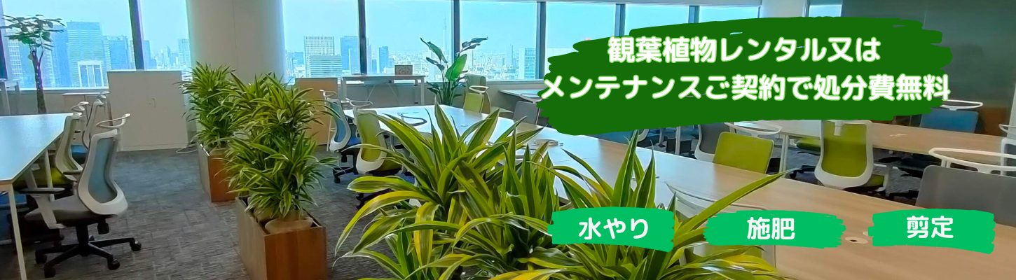 胡蝶蘭処分・観葉植物廃棄・引き取り・回収・東京・エレベーターのあるオフィス限定無料引き取り